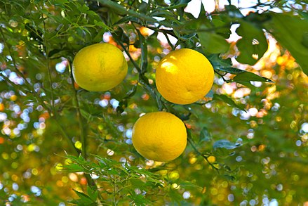 Yuzu: Aromatingas Citrusas, Kuriu Negalite Pamiršti