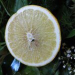 Bergamot: Nauda, Rizikos ir Panaudojimas