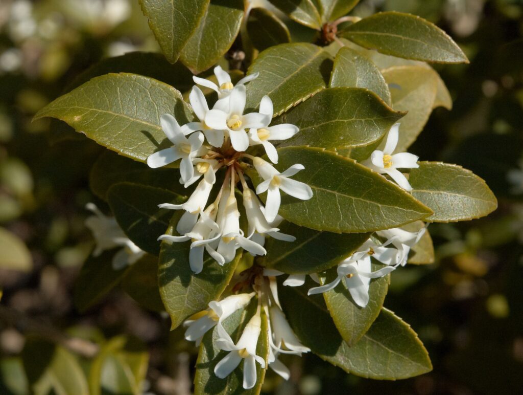 Osmanthus: Kaip Auginti ir Prižiūrėti