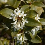 Osmanthus: Kaip Auginti ir Prižiūrėti