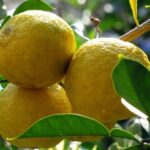 Yuzu: Unikalus Citrus Kvapas, Kurį Verta Išbandyti