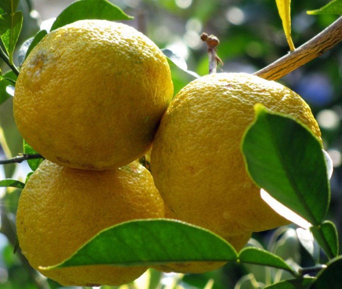 Yuzu: Unikalus Citrus Kvapas, Kurį Verta Išbandyti